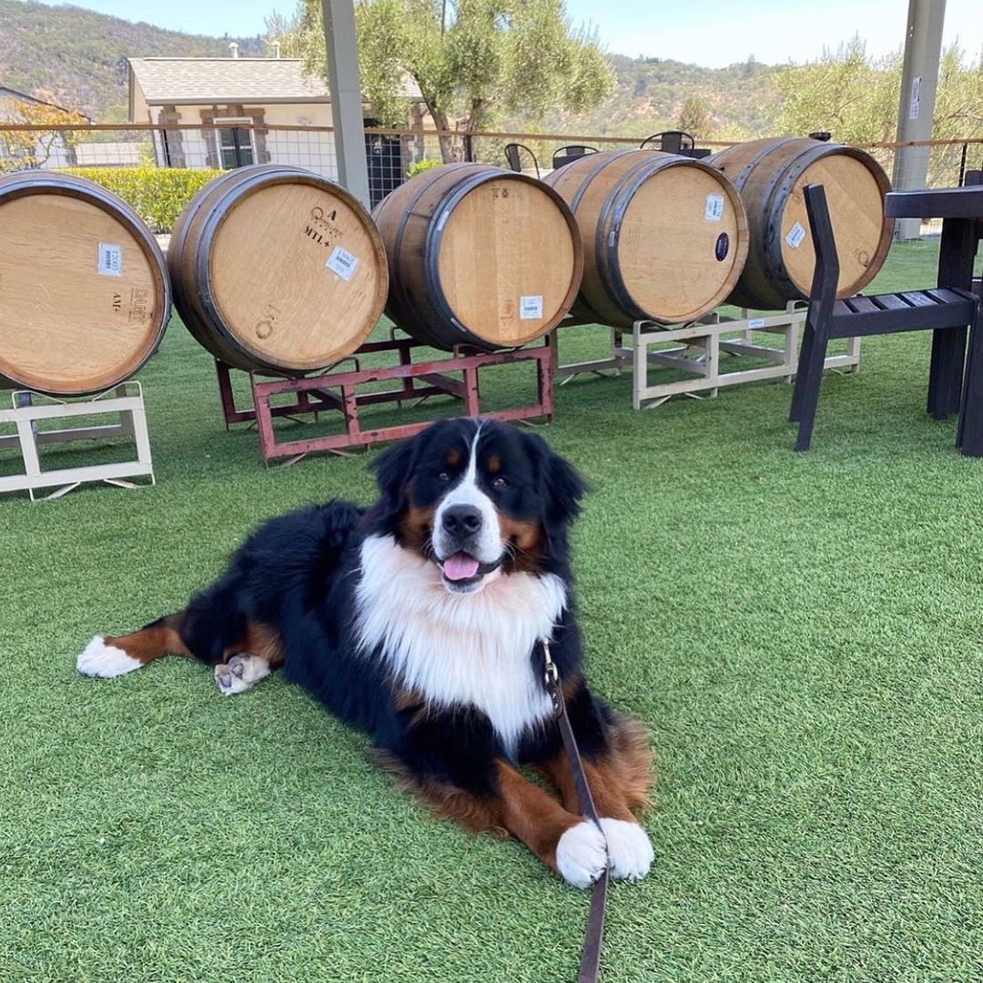 Small Group Wine Tours